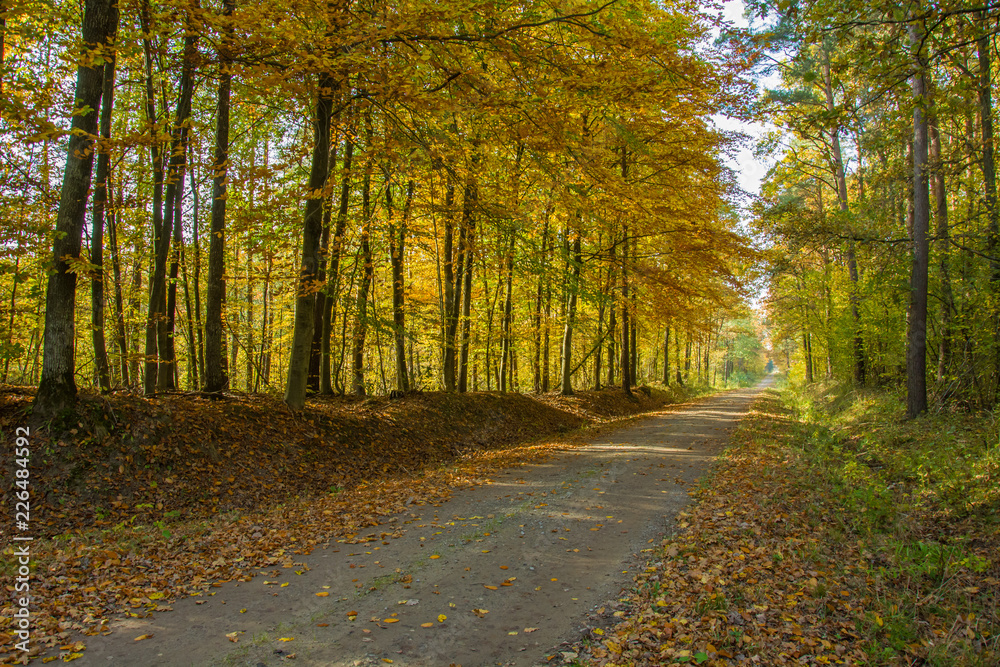 Naklejka premium Road through an yellow forest