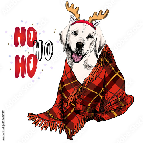 Hand drawn portrait of beagle dog wearing deer horn hat and plaid blanket. Vector Christmas poster. Xmas greeting card. Winter seasonal celebration. Colored new year pet portrait.