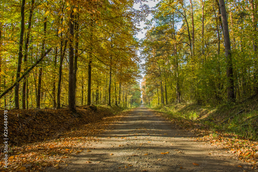 Long dirt road through an autumn sunny forest