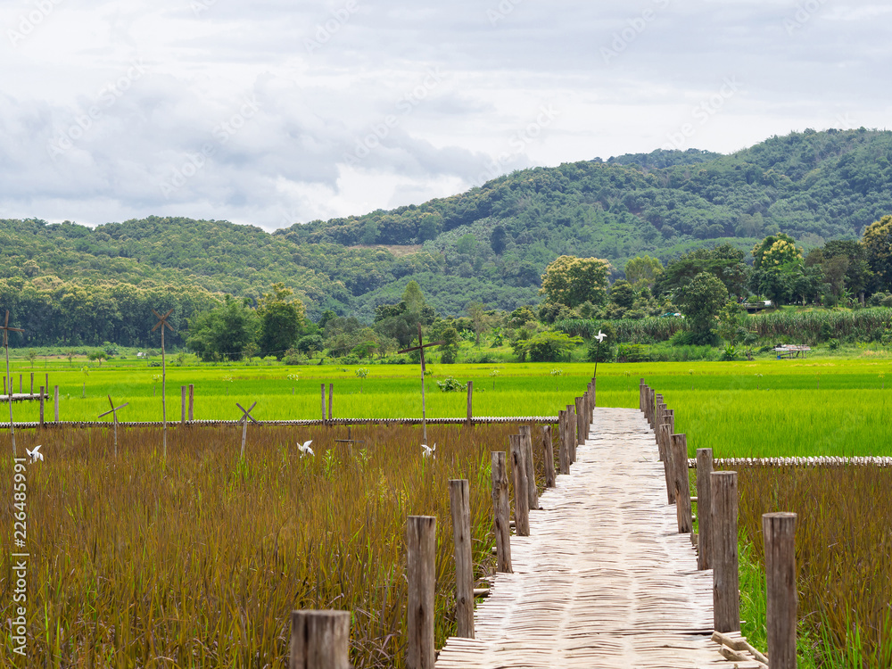 Fototapeta Most bambusowy na polach ryżowych.