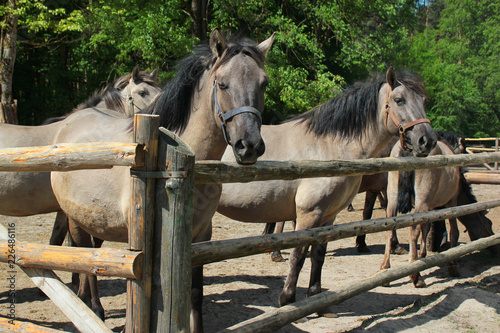 Konik polski (Equus ferus caballus), a Polish primitive semi-feral horse, in Roztocze national park, Poland