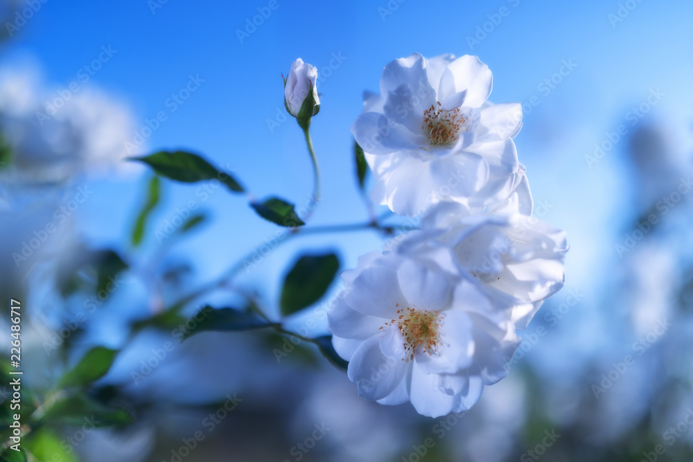 バラ Rose バラ Rose