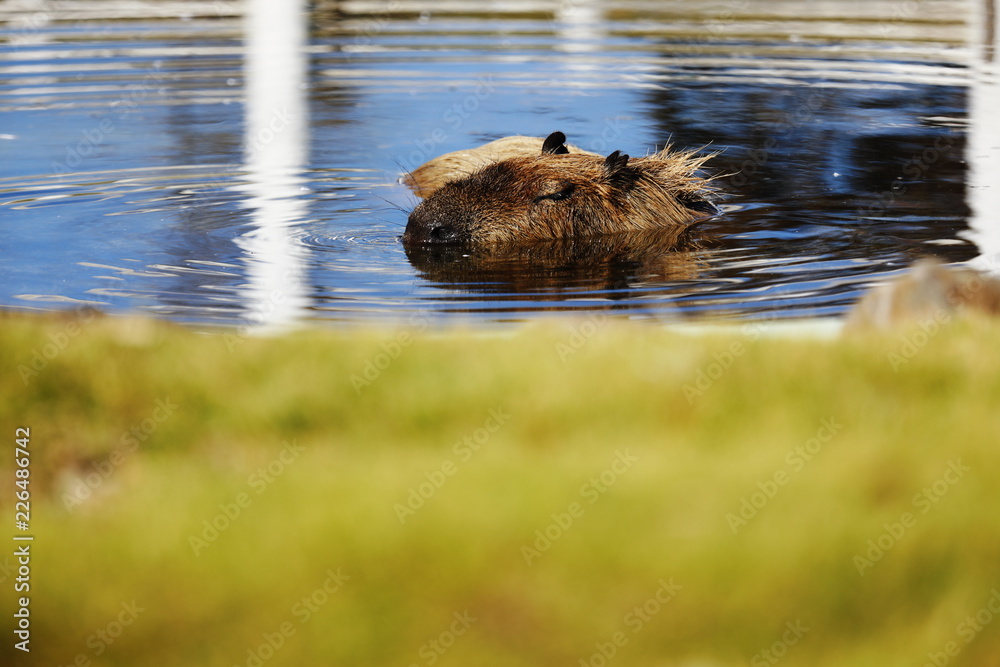 Capybara