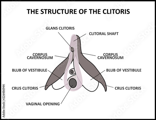 The structure of the clitoris, a medical poster female anatomy vagina