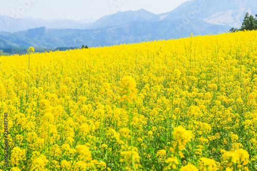 Beautiful Yellow flowers blossoming in  spring day,Nanohana flowers in Japan. © Umarin