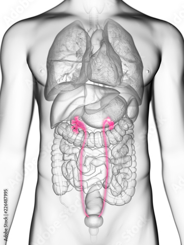 Fototapeta Naklejka Na Ścianę i Meble -  3d rendered medically accurate illustration of a mans ureters
