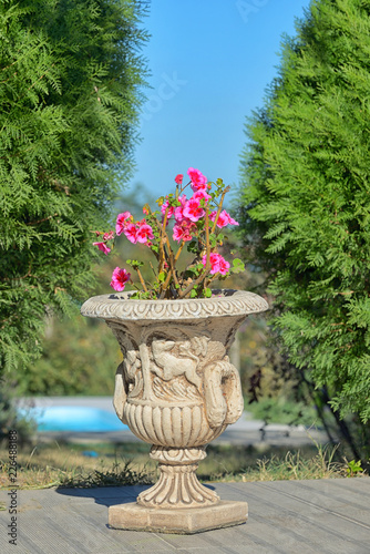 Red geranium flowers in ceramic pot
