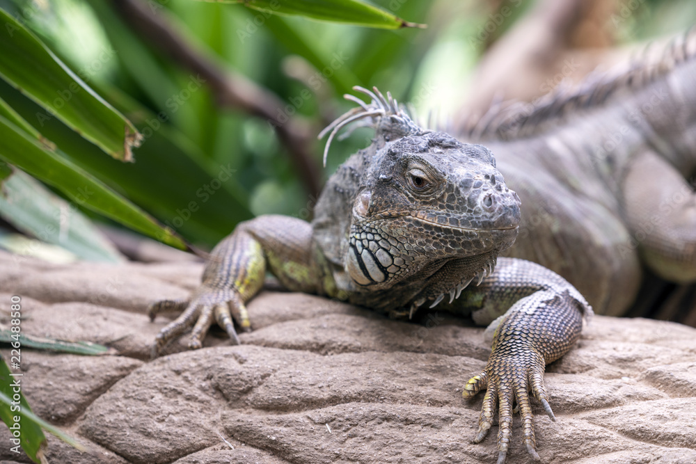 Obraz premium Lizzard