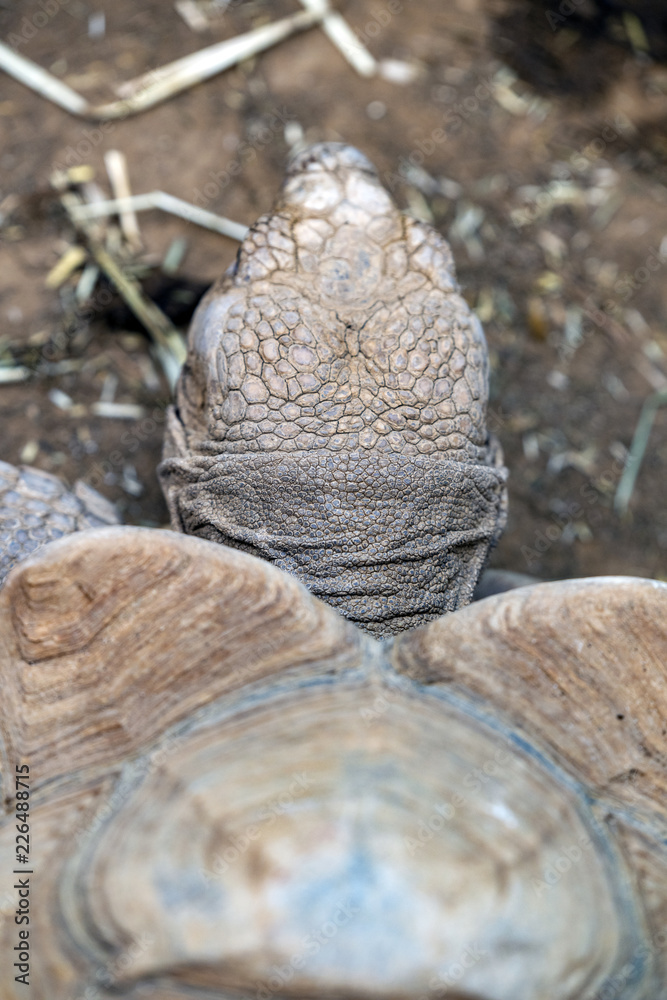 Obraz premium Turtle