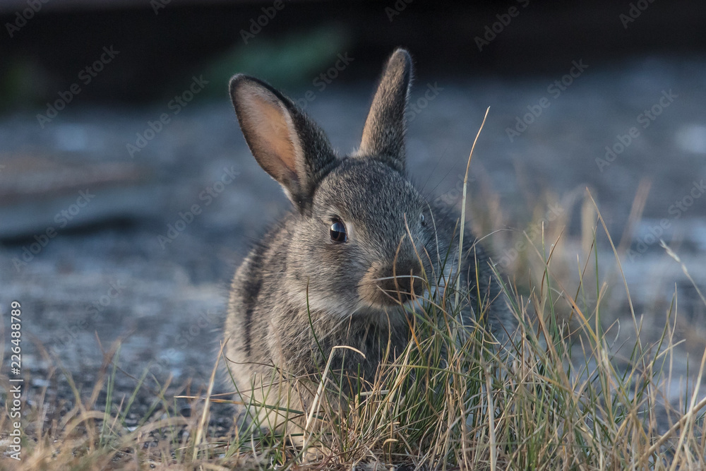 Fototapeta premium hase am meer