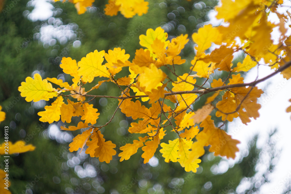 Obraz premium autumn leaves