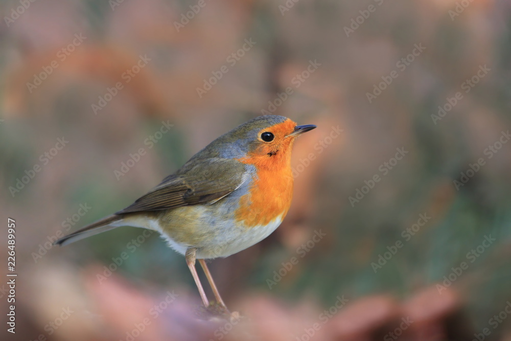 Photo of European robin (Erithacus rubecula) sits on a stump. Detailed and bright portrait. Autumn landscape with a song bird. Erithacus rubecula. Wildlife scene from nature. Photo of European robin (Erithacus rubecula) sits on a stump. Detailed and bright portrait. Autumn landscape with a song bird. Erithacus rubecula. Wildlife scene from nature.