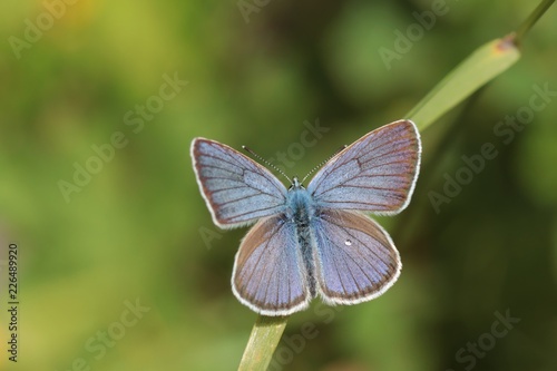 Cyaniris semiargus, Mazarine Blue butterfly. Small blue butterfly in natural habitat