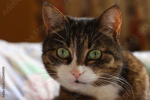 Home cat with green eyes © Stepan