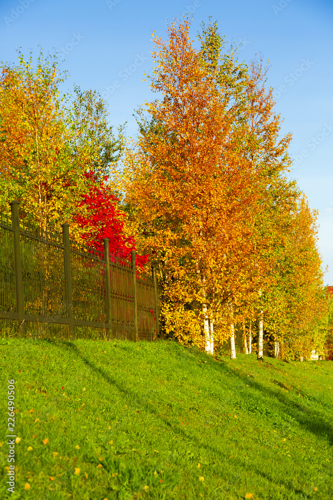 Multicolored trees next to a metal fence Multicolored trees next to a metal fence