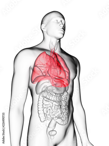 Fototapeta Naklejka Na Ścianę i Meble -  3d rendered medically accurate illustration of a mans lung