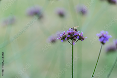 bee on purple flower