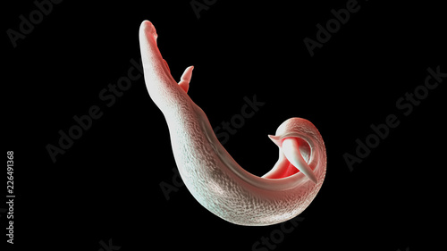 Photos 3d rendered medically accurate illustration of a schistosoma