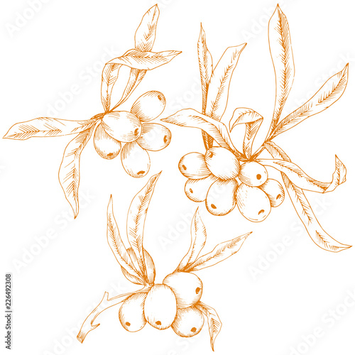 Orange hippophae plant. Vector icon on white background. Vector flower for background, texture, wrapper pattern, frame or border.