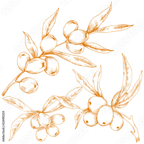 Orange hippophae plant. Vector icon on white background. Vector flower for background, texture, wrapper pattern, frame or border.
