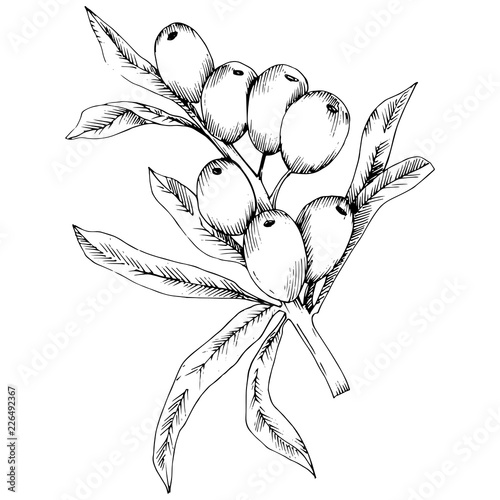 Hippophae plant vector icon on white background. Vector flower for background, texture, wrapper pattern, frame or border.