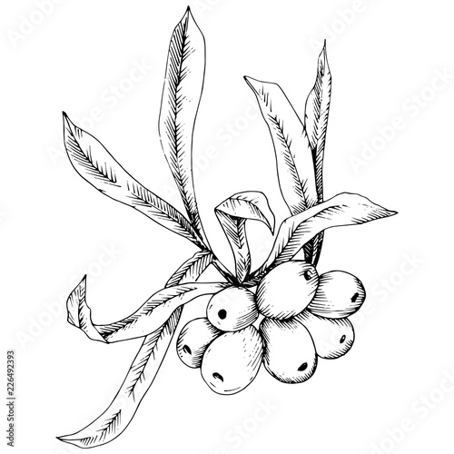 Hippophae plant vector icon on white background. Vector flower for background, texture, wrapper pattern, frame or border.