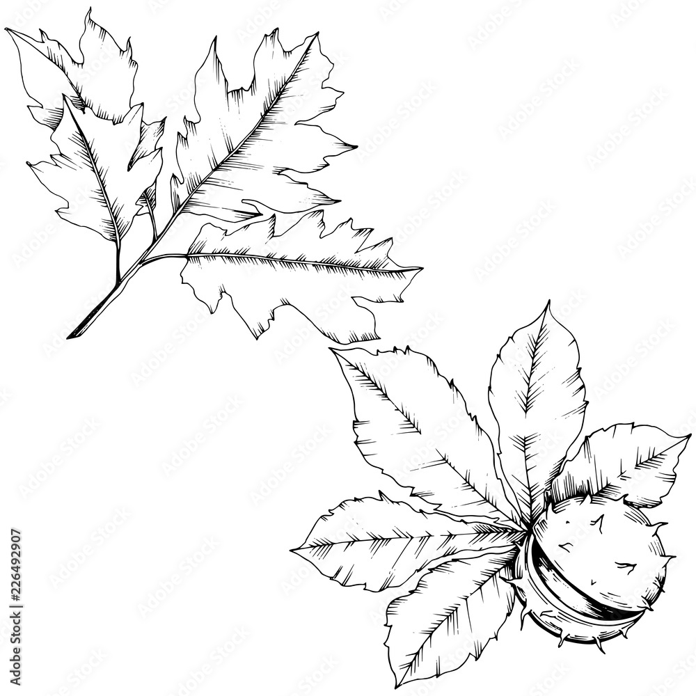 Fototapeta premium Vector autumn chestnut plant and leaves. Leaf plant botanical garden floral foliage. Isolated illustration element. Vector leaf for background, texture, wrapper pattern, frame or border.