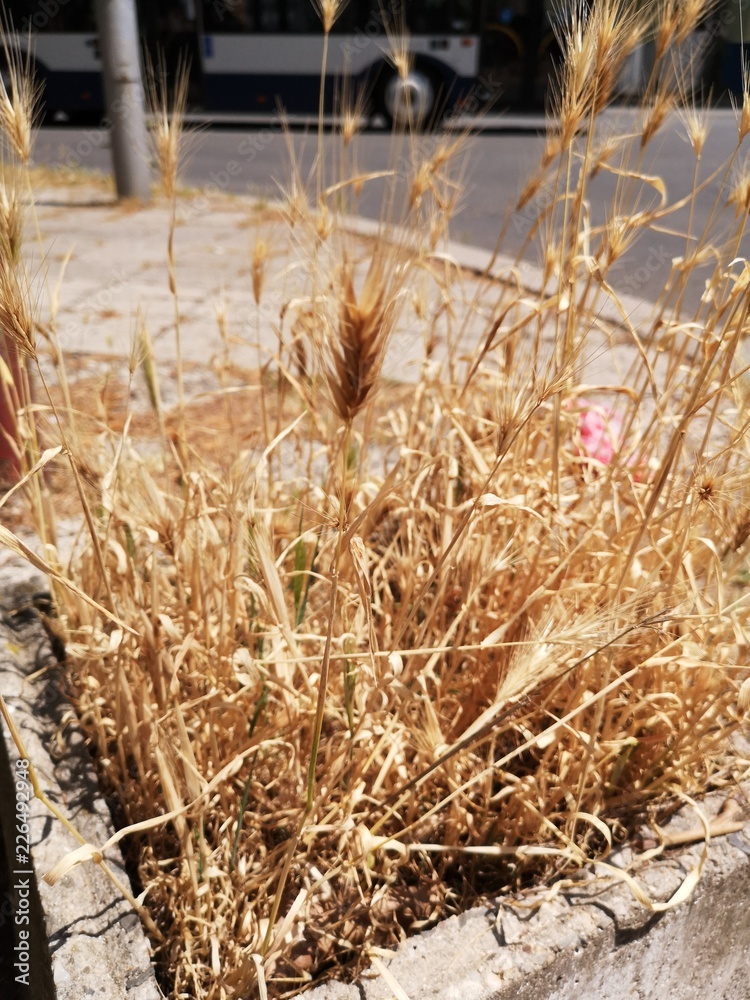 Fototapeta premium Agriculture Architecture beauty in Nature building exterior built structure close-up crop day dry Field focus