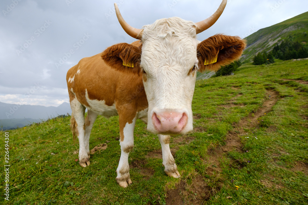 Funny portrait of a cow muzzle close-up on an alpine meadow in Switzerland Funny portrait of a cow muzzle close-up on an alpine meadow in Switzerland