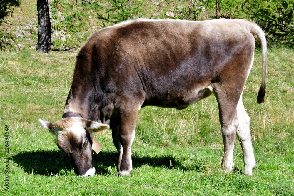 cow calf in the mountains of italy cow calf in the mountains of italy