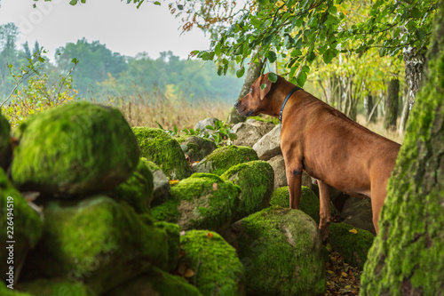 Fototapeta Naklejka Na Ścianę i Meble -  Hund står vid ett stengäde och tittar ut över en åker