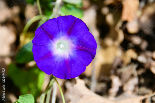 blue purple blossom of a winds flower