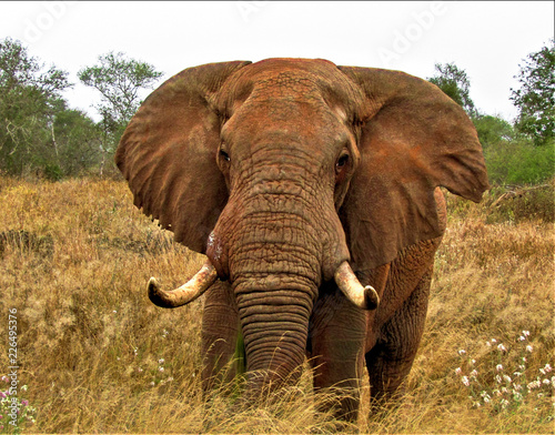 elephant in kenya