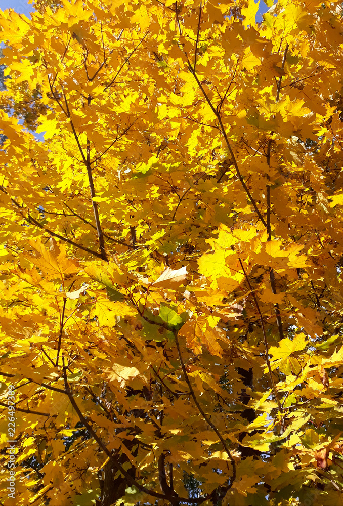 Bright yellow maple leaves in autumn as background Bright yellow maple leaves in autumn as background