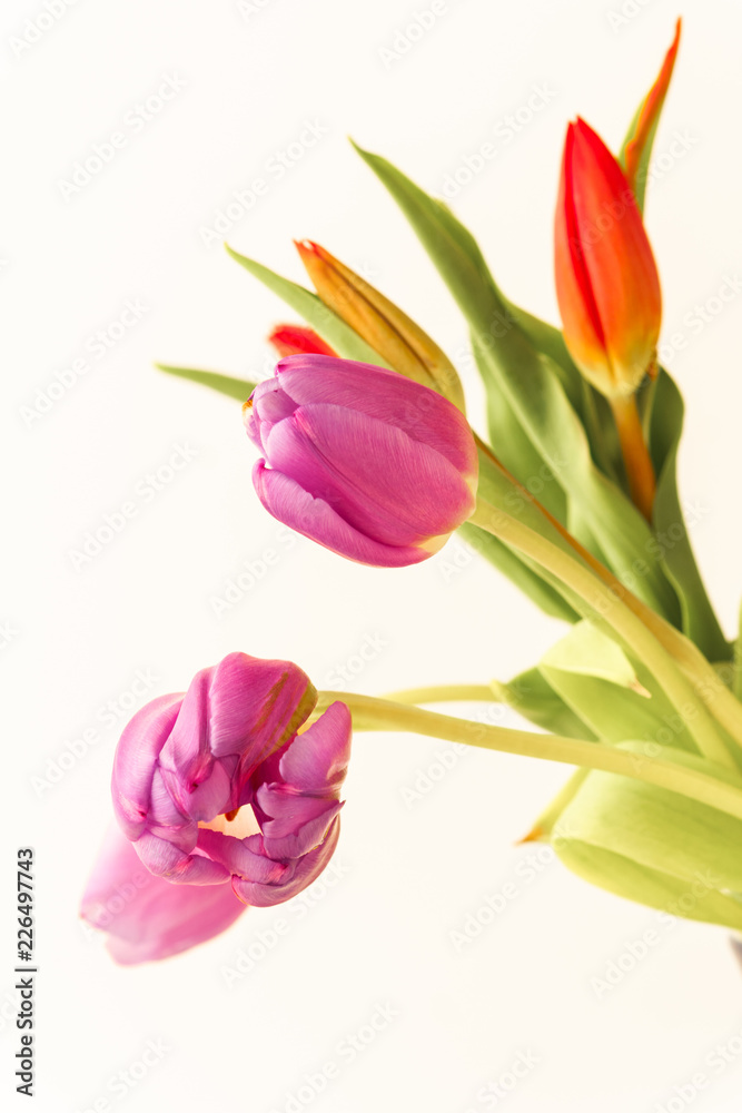 Bouqet of pink and red tulips on a white background