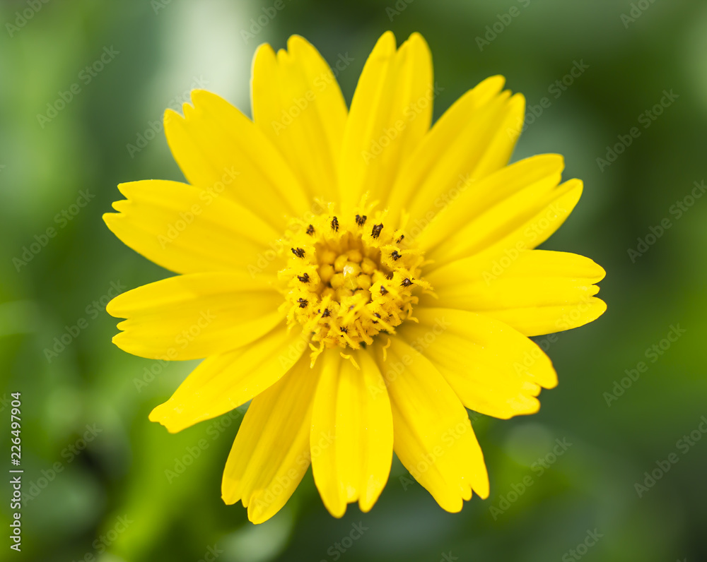 yellow flowers in the front yard yellow flowers in the front yard