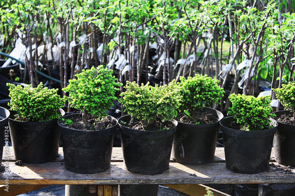 Pots with plants in the garden