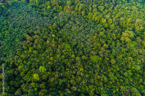 Green tree tropicl rainforest on island aerial view in morning © themorningglory