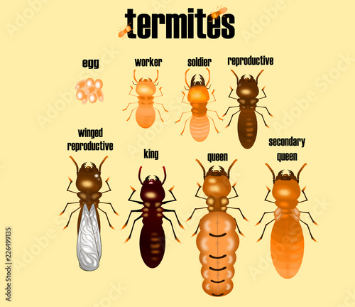 type of termite,white ant collection,cartoon style,vector.