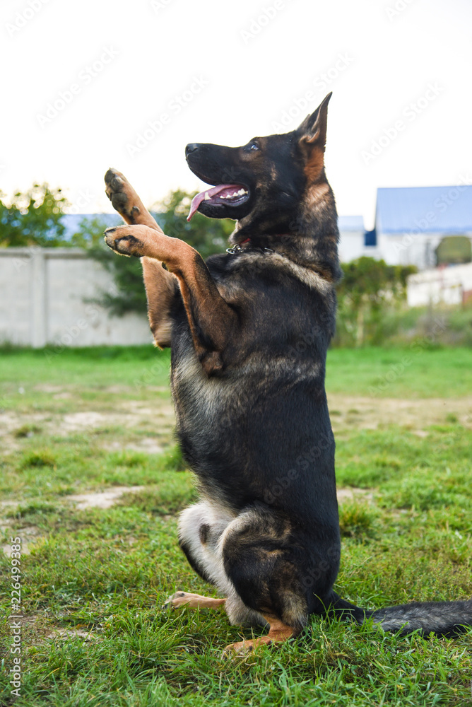 The shepherd sits on his hind legs The shepherd sits on his hind legs