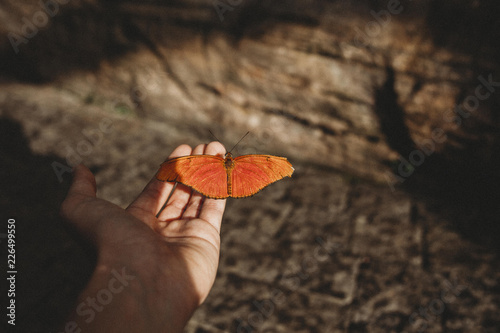 Butterfly house