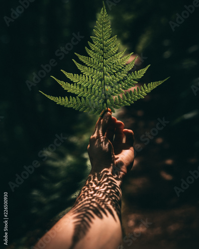 Fern tattoo