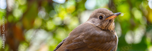 Wallpaper Mural Wood Thrush Bird Isolated Torontodigital.ca
