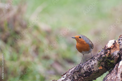 Rotkehlchen © Manfred Stöber