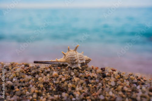 Sea shell on the beach in front of blue water  Beach vacation  Free space for your text.