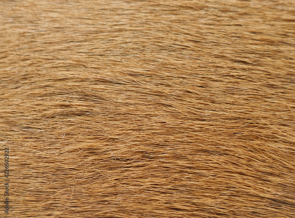 Fur, close-up of an animal fur, background and texture, Fur, close-up of an animal fur, background and texture,