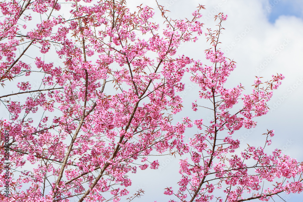 Wild Himalayan Cherry Blossoms in spring season (Prunus cerasoides), Sakura in Thailand, selective focus, Phu Lom Lo, Loei, Thailand. Wild Himalayan Cherry Blossoms in spring season (Prunus cerasoides), Sakura in Thailand, selective focus, Phu Lom Lo, Loei, Thailand.