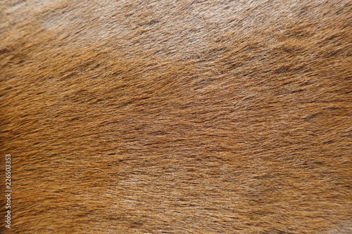 Fur, close-up of an animal fur, background and texture,
