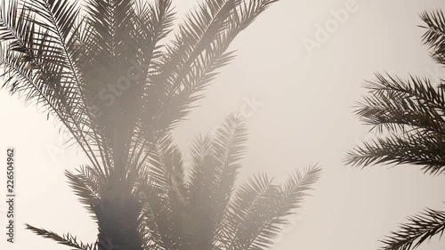 View of nice tropical background with coconut palms. Tops of palm trees against sunny sky