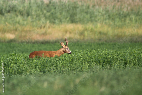 Fototapeta Naklejka Na Ścianę i Meble -  Male of roe deer is grazing in clover field